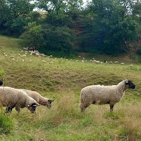 De Zonnehoed Hébergement de vacances Simpelveld