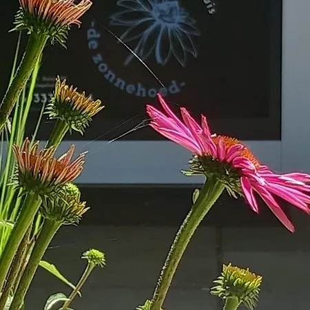 De Zonnehoed Σπίτι διακοπών *