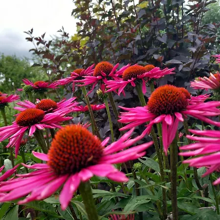 De Zonnehoed Simpelveld