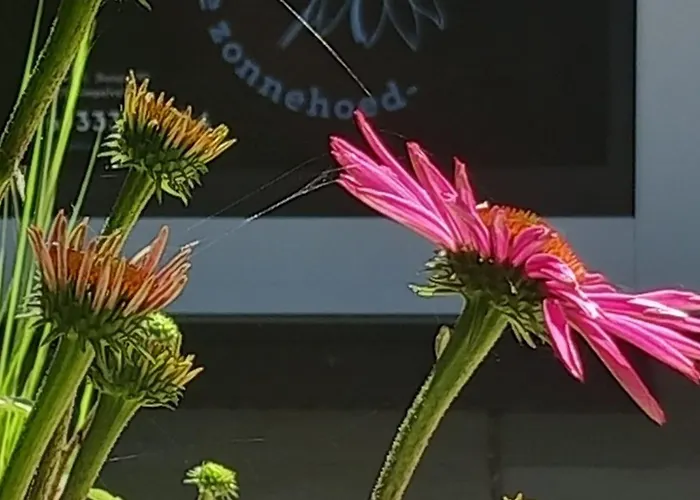 De Zonnehoed Дом отдыха *