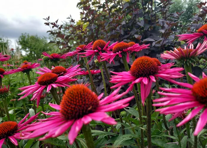 De Zonnehoed Simpelveld